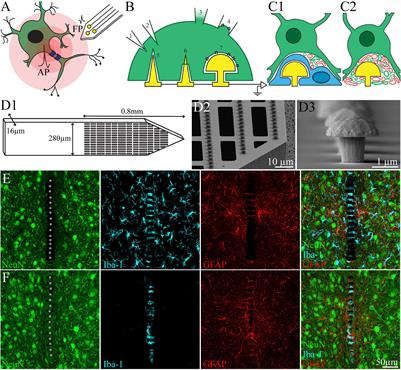 Assessing the Feasibility of Developing in vivo Neuroprobes for Parallel Intracellular Recording and Stimulation: A Perspective